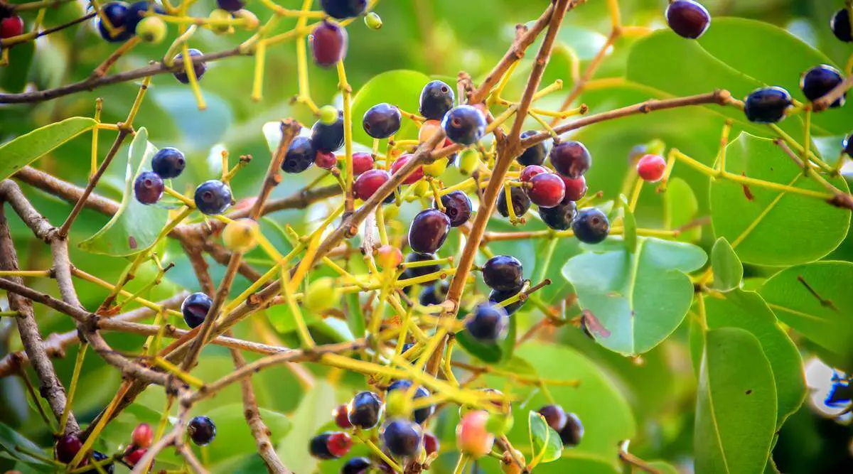 Jamun Leaves