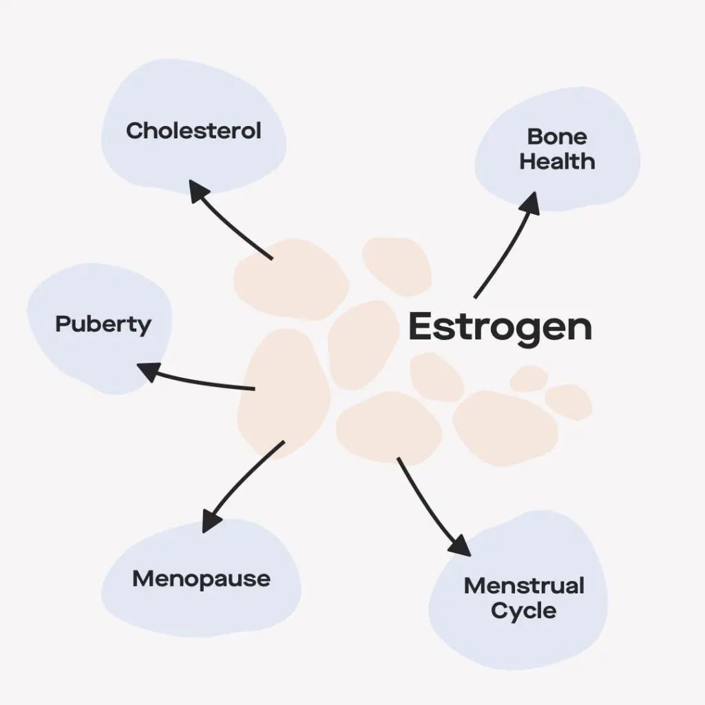 estrogen